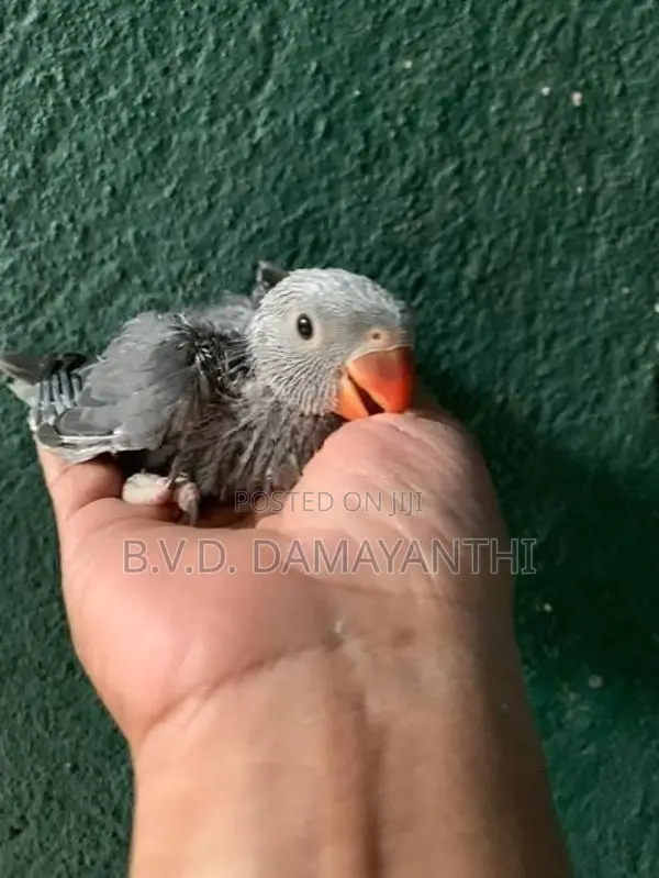 Ring Neck Birds