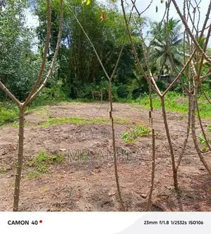 Land for Sale in Mahena ( Horana)