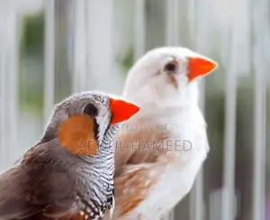 Finches Birds