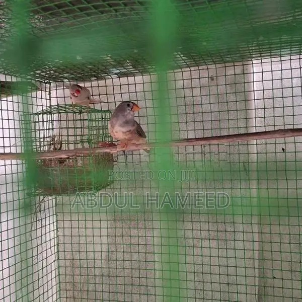 Finches Birds