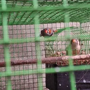 Finches Birds