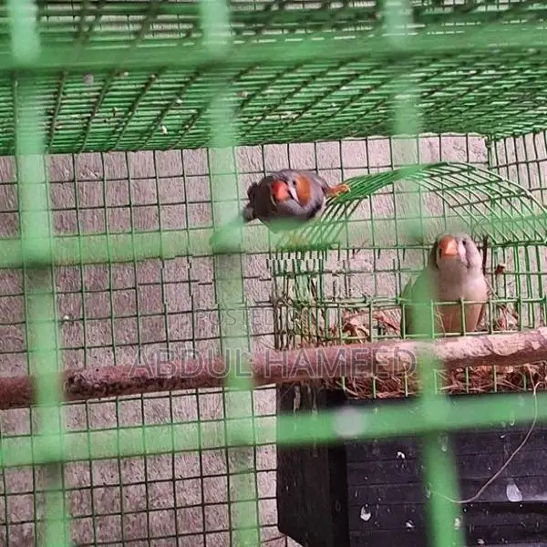 Finches Birds