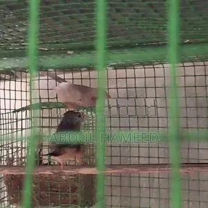 Finches Birds