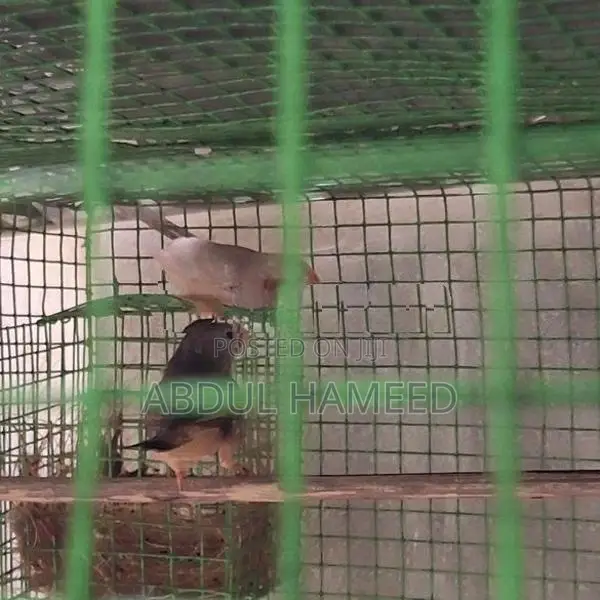 Finches Birds