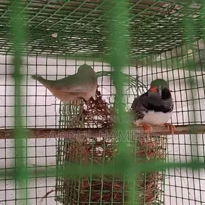 Finches Birds
