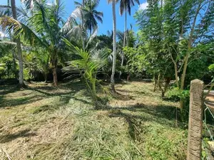 ප්‍රධාන පාරට මුහුණලා වටිනා පොල් ඉඩමක් දිවුලපිටිය
