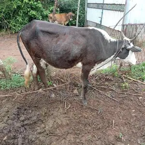 Farm Cow