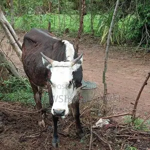Farm Cow