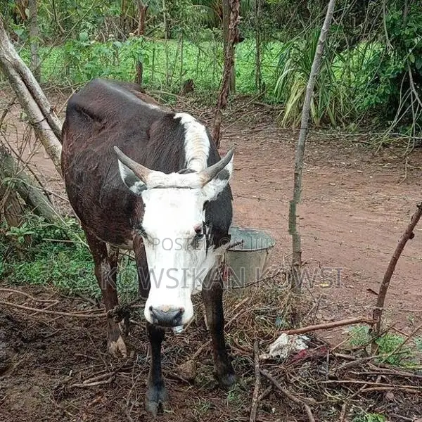 Farm Cow