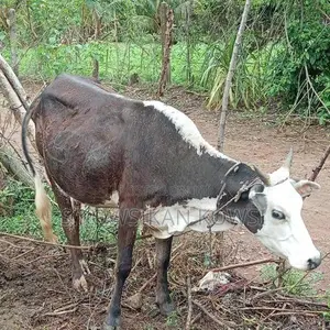 Farm Cow