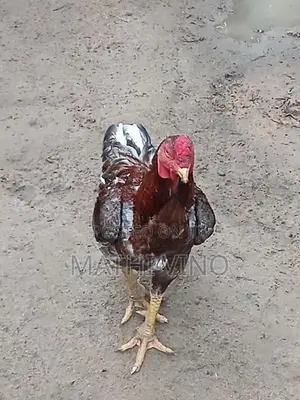 Rooster