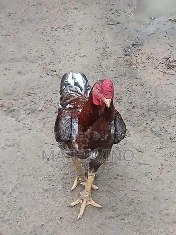 Rooster