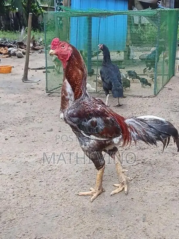 Rooster