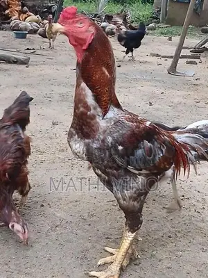 Rooster
