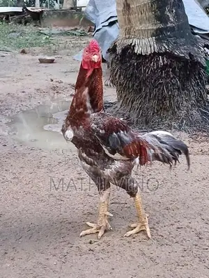 Rooster