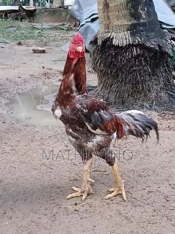 Rooster