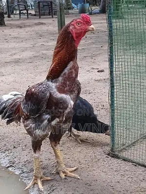 Rooster