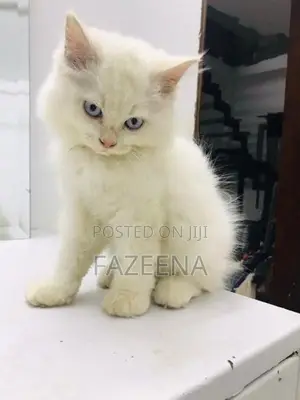 Persian Kittens