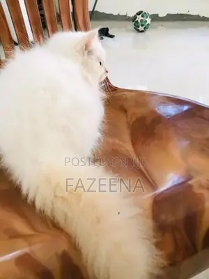 Persian Kittens