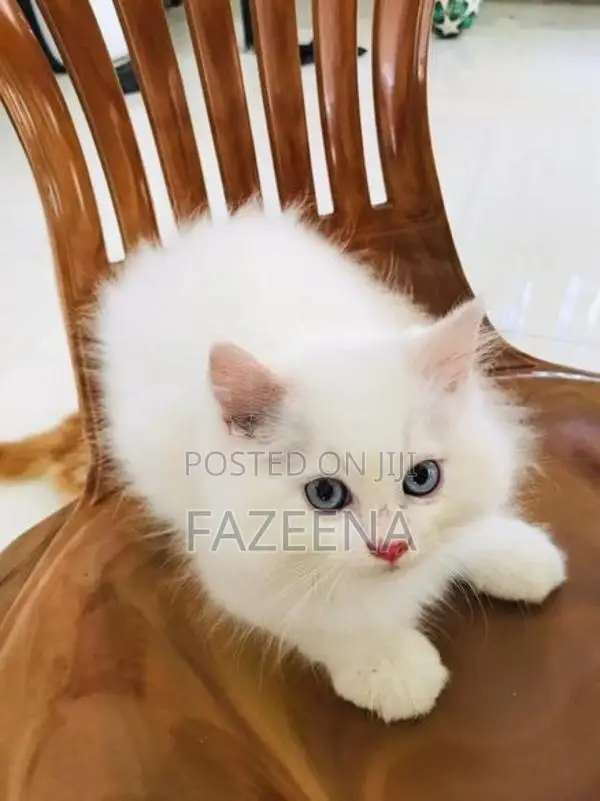 Persian Kittens