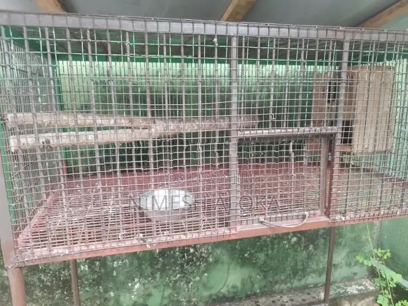 Bird Cage