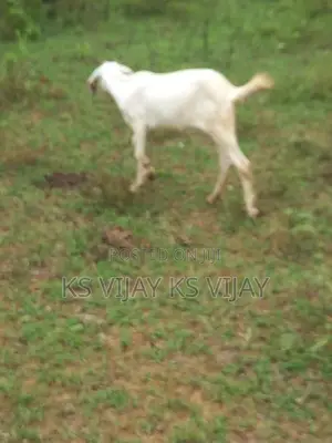 பெண் ஆடு