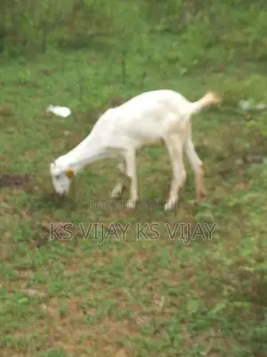 பெண் ஆடு