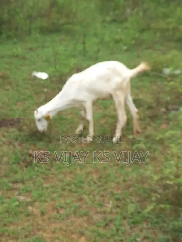பெண் ஆடு
