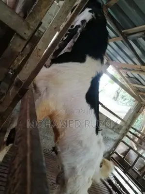 3 Male Goat