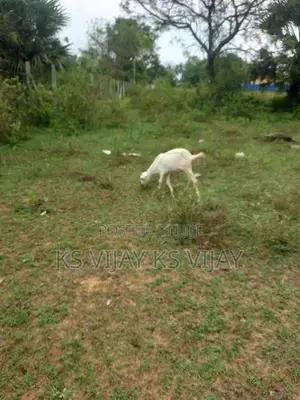 பெண் ஆடு