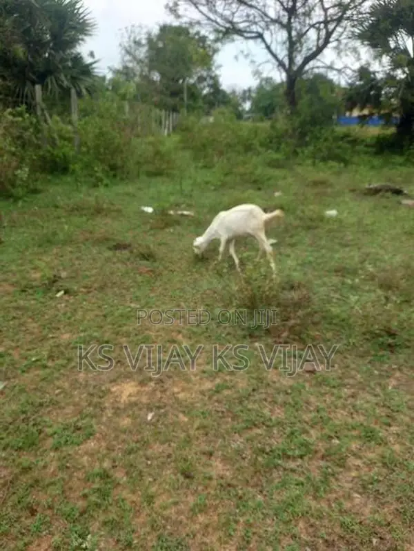 பெண் ஆடு