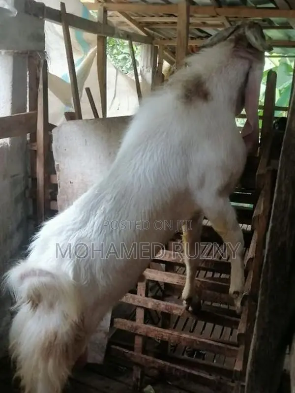 3 Male Goat