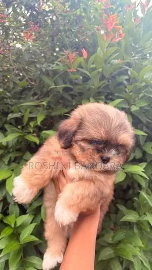 Shih Tzu Puppy