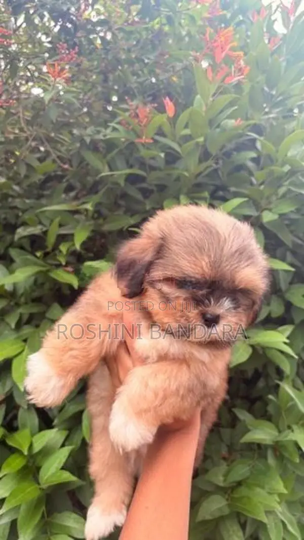 Shih Tzu Puppy