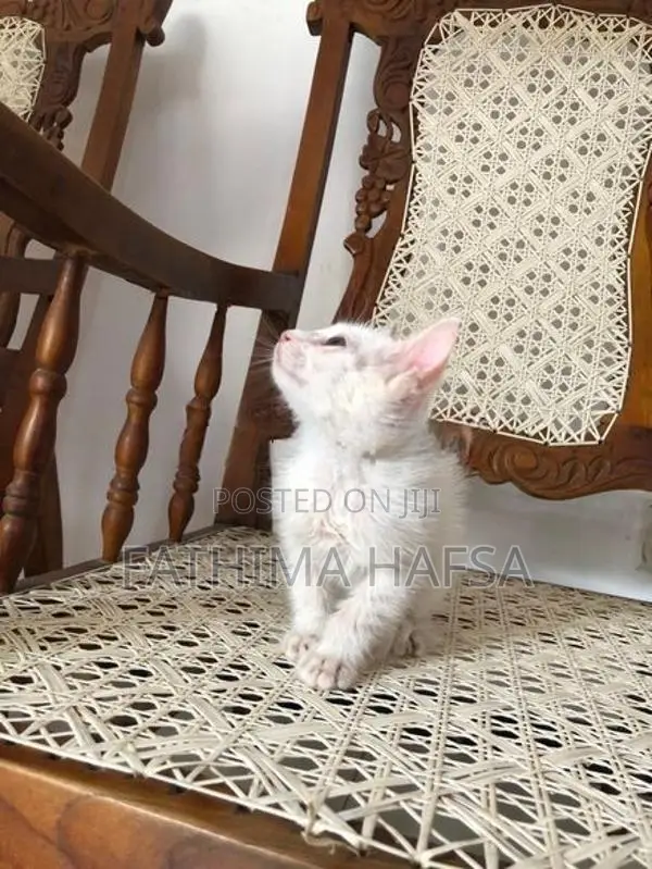Pure White Persian Male Kitten