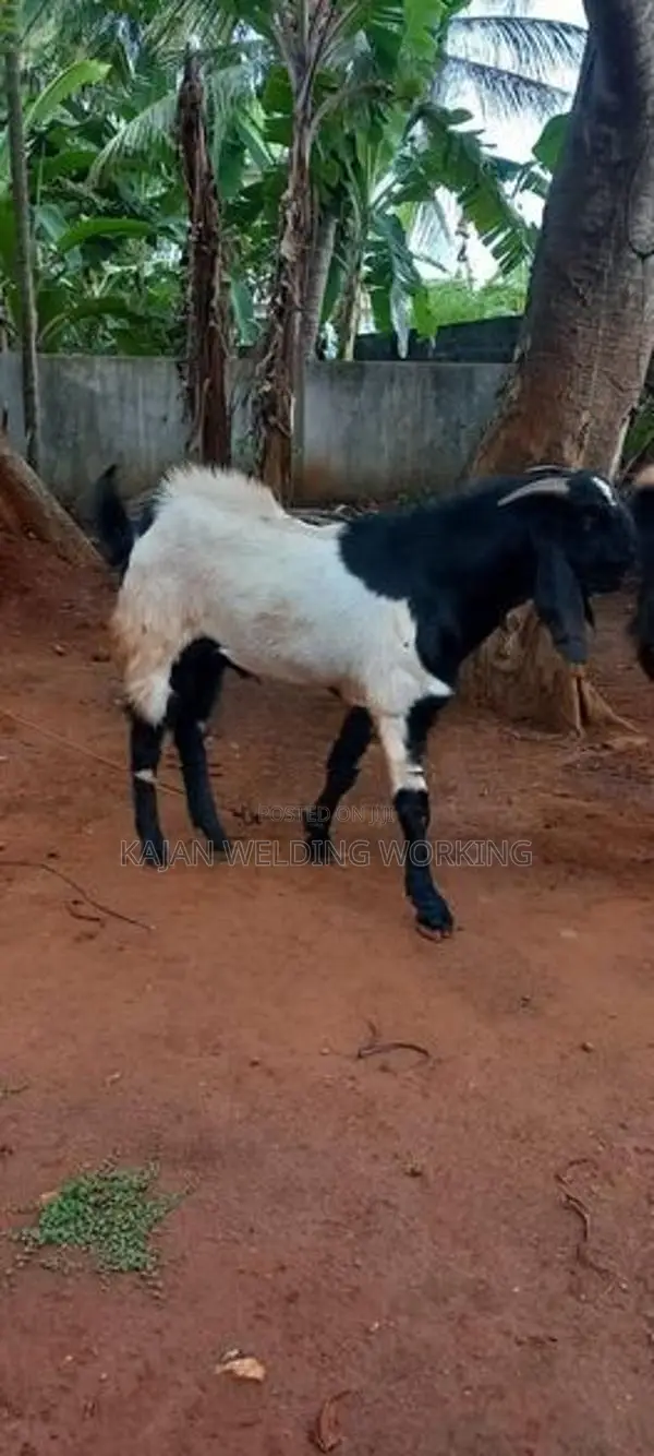 Kidai Aadu
