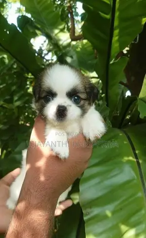 Shih Tzu Puppy