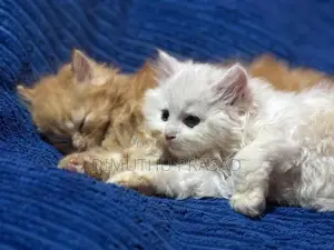 Persian Cat