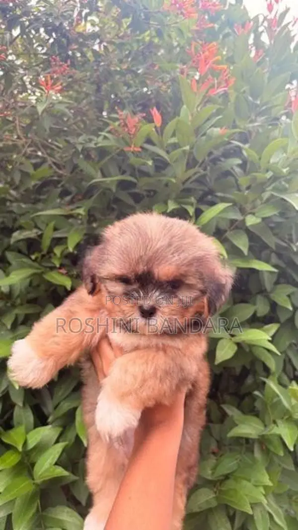 Shih Tzu Puppy