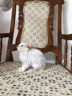 Pure White Persian Male Kitten