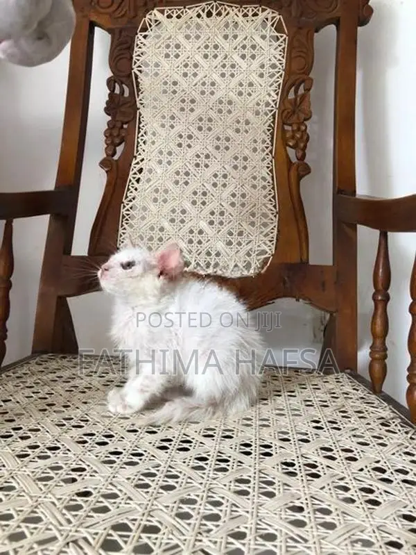 Pure White Persian Male Kitten