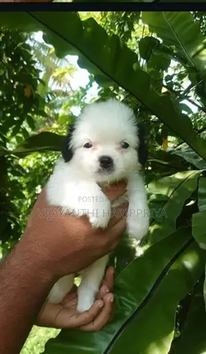 Shih Tzu Puppy