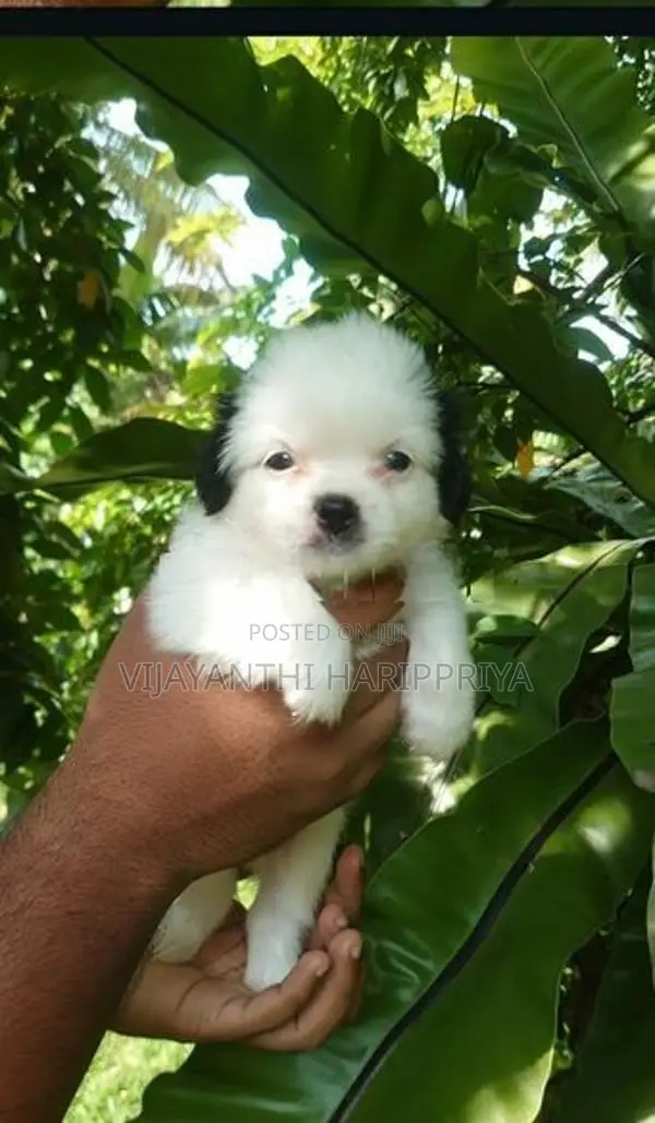 Shih Tzu Puppy