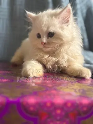Persian Cat