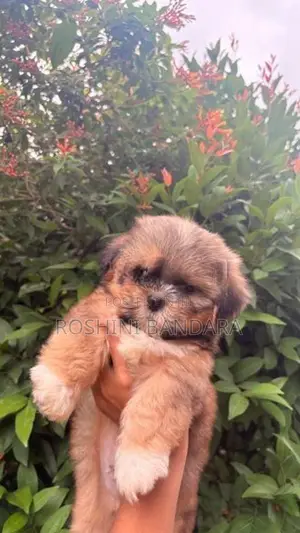 Shih Tzu Puppy