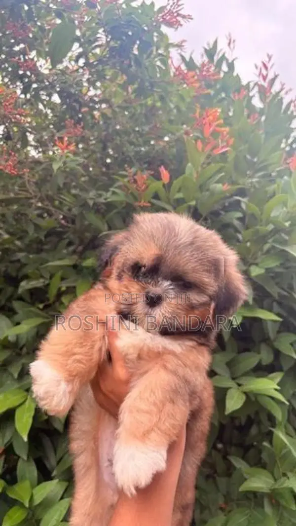 Shih Tzu Puppy