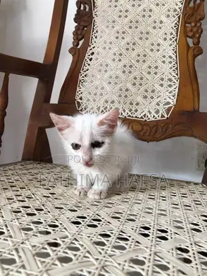Pure White Persian Male Kitten