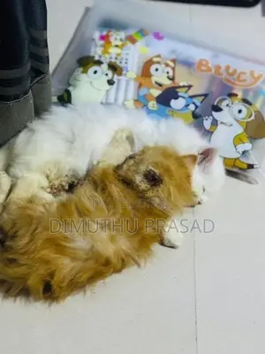 Persian Cat