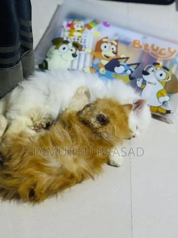 Persian Cat