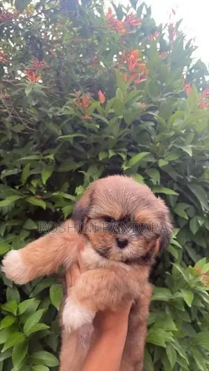 Shih Tzu Puppy